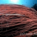 trumpetfish_tc_h_0607_pal2645.jpg